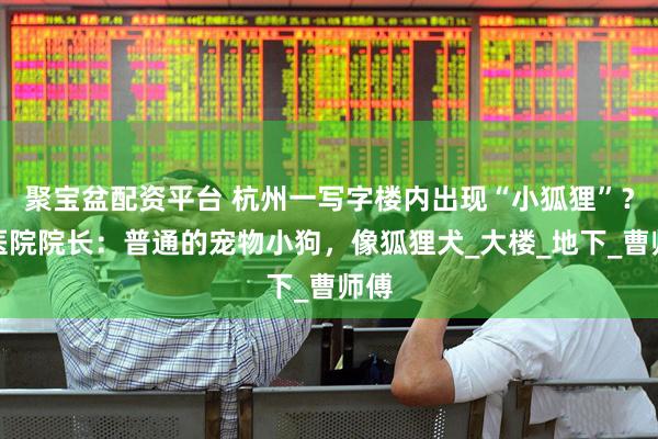 聚宝盆配资平台 杭州一写字楼内出现“小狐狸”？兽医院院长：普通的宠物小狗，像狐狸犬_大楼_地下_曹师傅